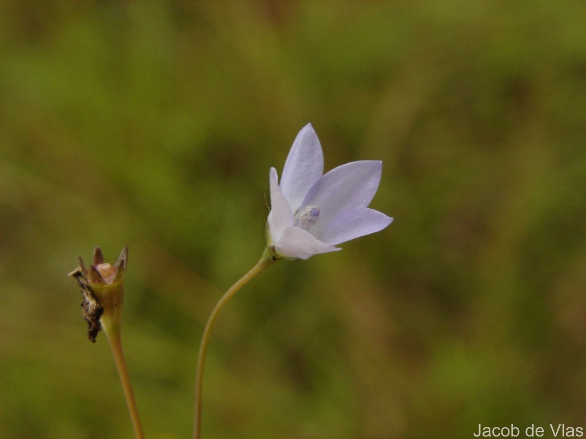 Wahlenbergia marginata (Thunb.) A.DC.